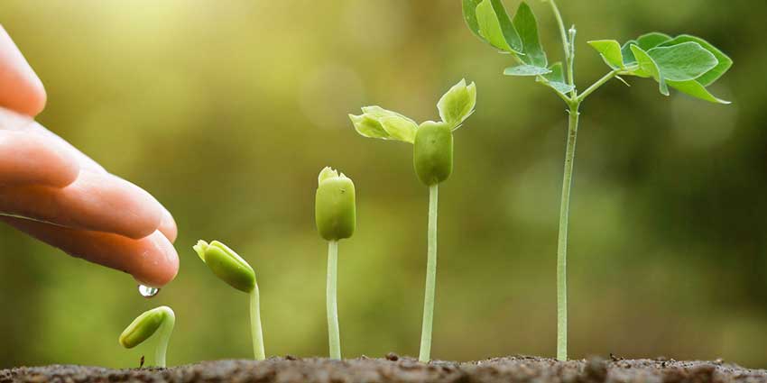 詳細(xì)講解生物刺激素的作用功效